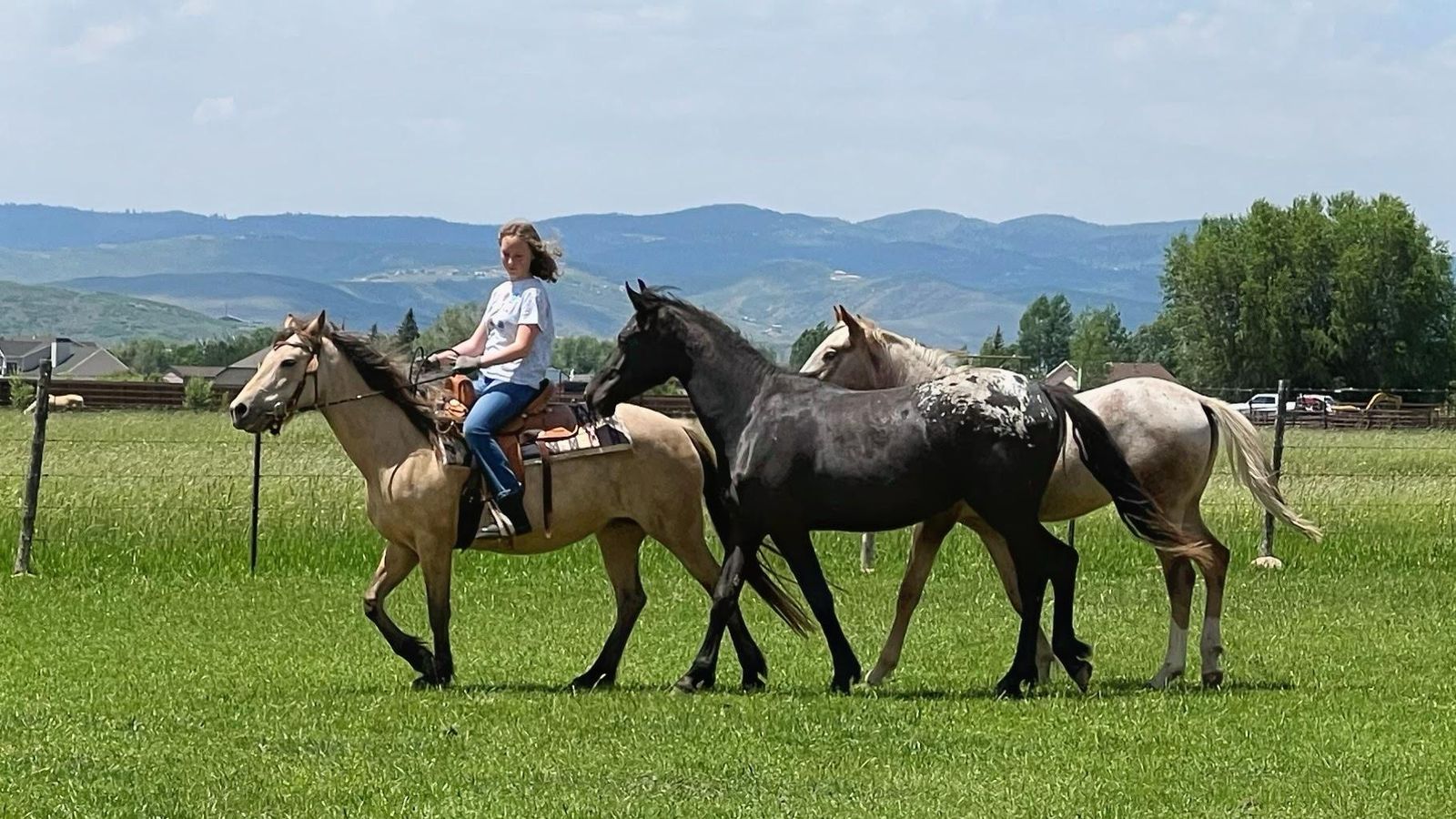 Quarter horse / Welsh mare, great kids horse
