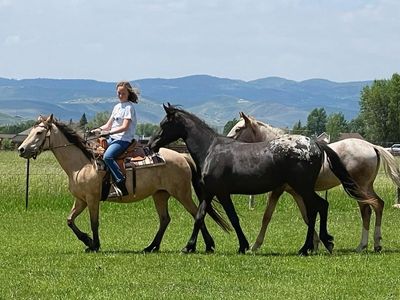 Quarter horse / Welsh mare, great kids horse