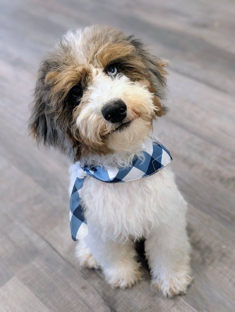 Charming Mini Labradoodle Boy, 20-30lbs full grown
