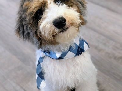 Charming Mini Labradoodle Boy, 20-30lbs full grown