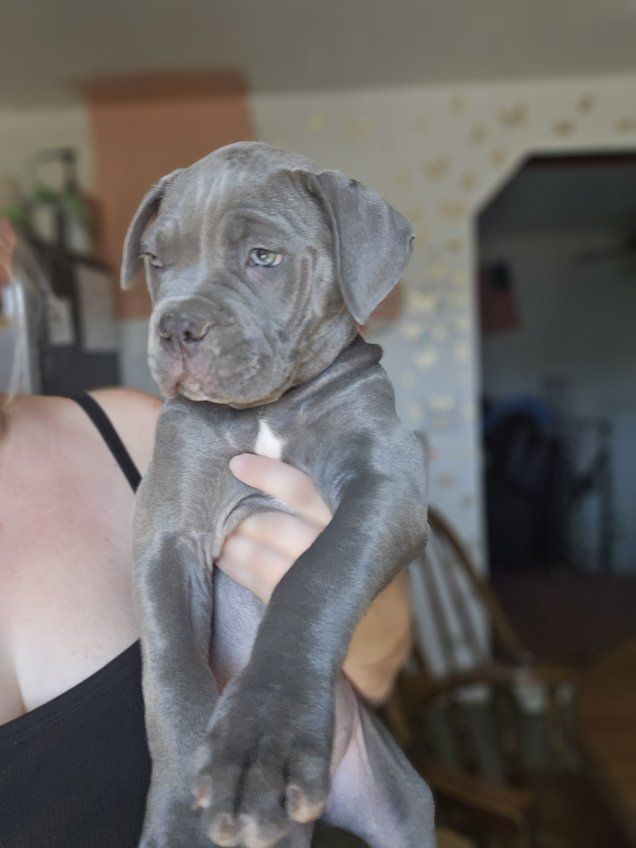 Cane Corso Mastiff mixed with Pitbull girl