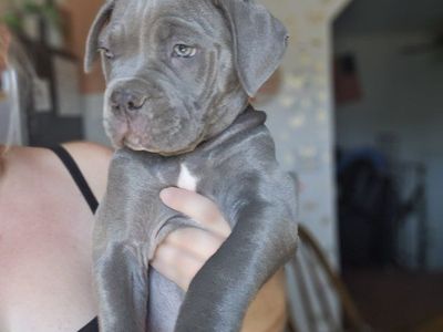 Cane Corso Mastiff mixed with Pitbull girl