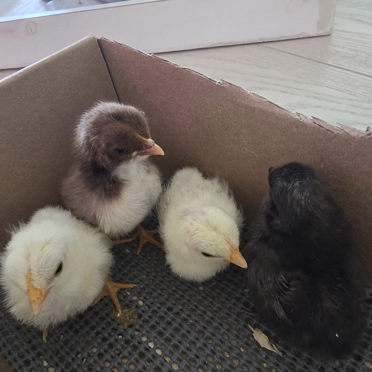 Kikiriki Chicks