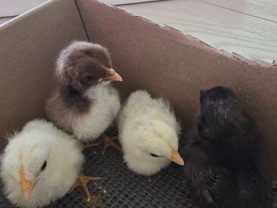 Kikiriki Chicks