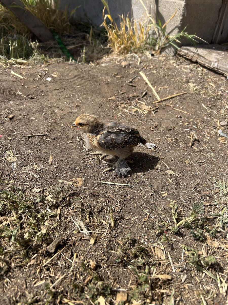3 Week Old Mille Fleur D'Uccle Chicks