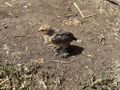 3 Week Old Mille Fleur D'Uccle Chicks