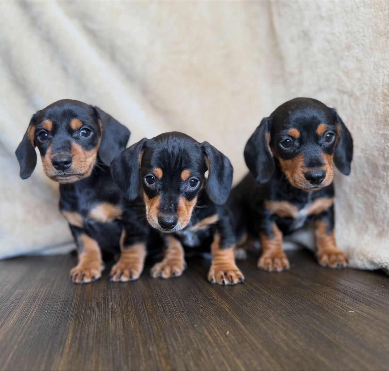 READY NOW RAINBOW OF DACHSHUND PUPPIES