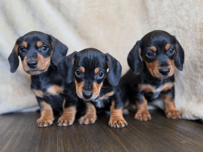 READY NOW RAINBOW OF DACHSHUND PUPPIES