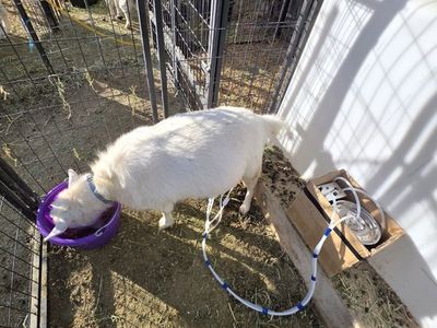 AGS registered Bred nigerian Doe