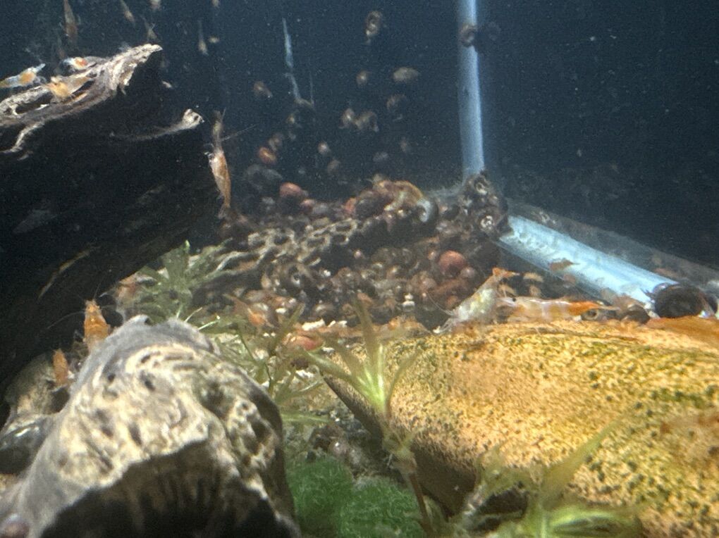 Orange Rili Neo Shrimp