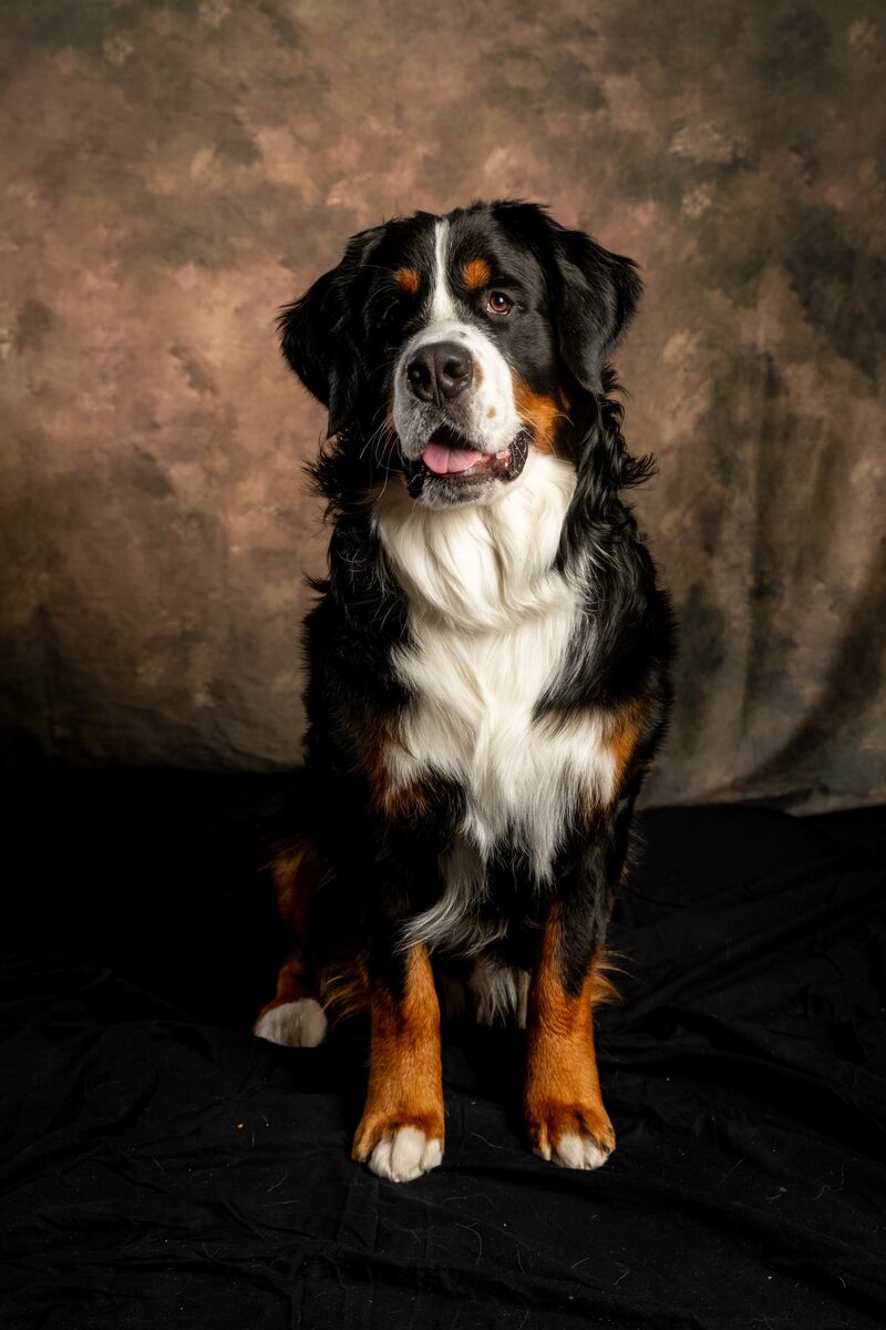 AKC Bernese Mountain Dog - Stud