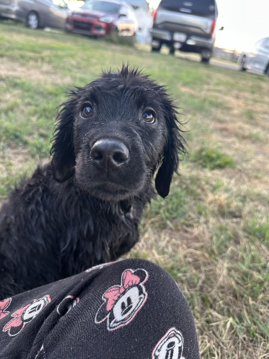 Goldador Puppies!