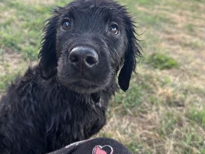 Goldador Puppies!