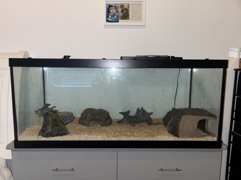 Adult Male Yellow Belly Ball Python & Enclosure