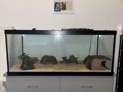 Adult Male Yellow Belly Ball Python & Enclosure