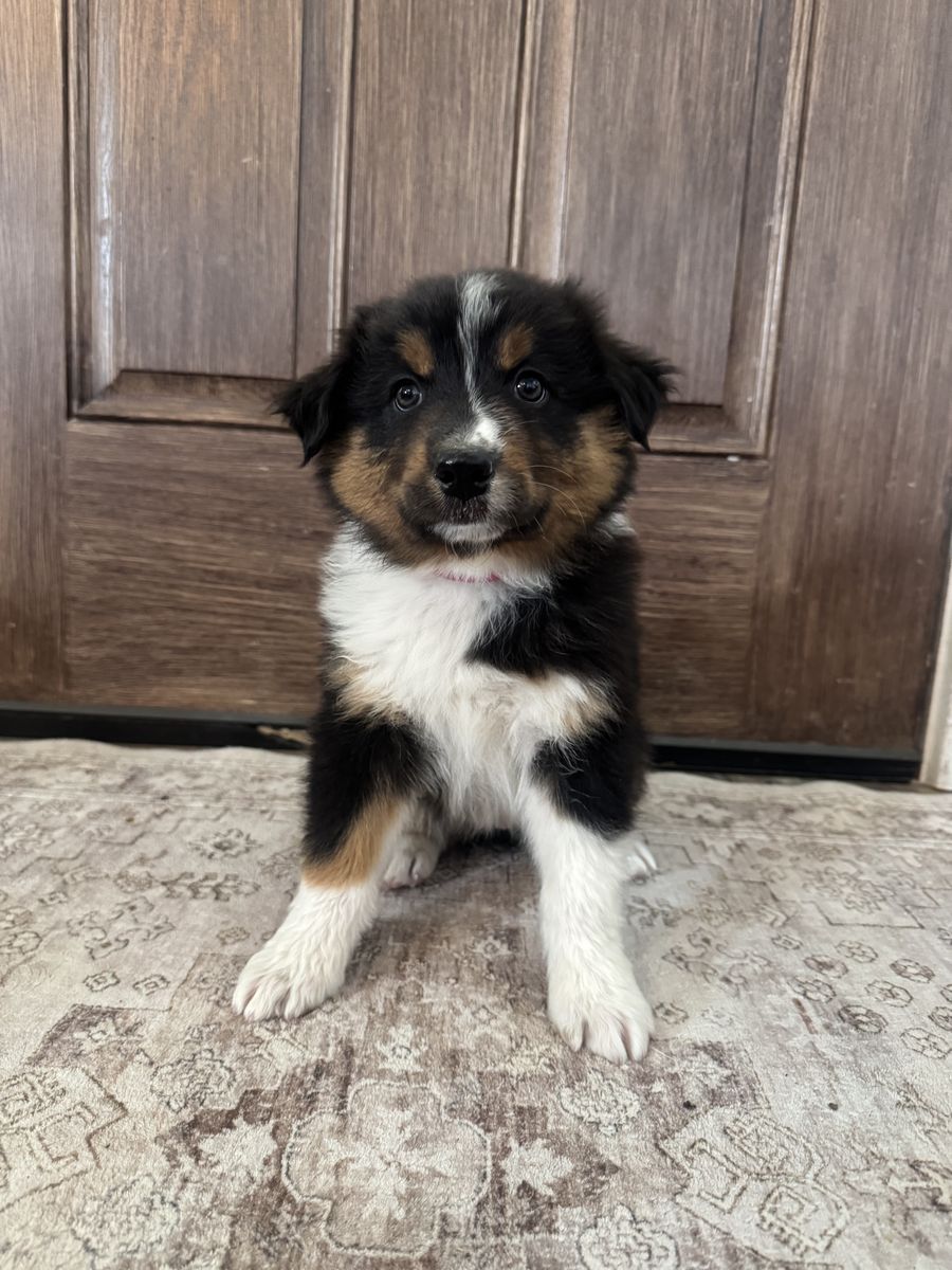 Purebred Australian Shepherd Puppy