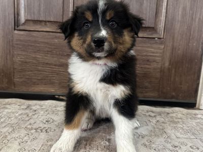 Purebred Australian Shepherd Puppy