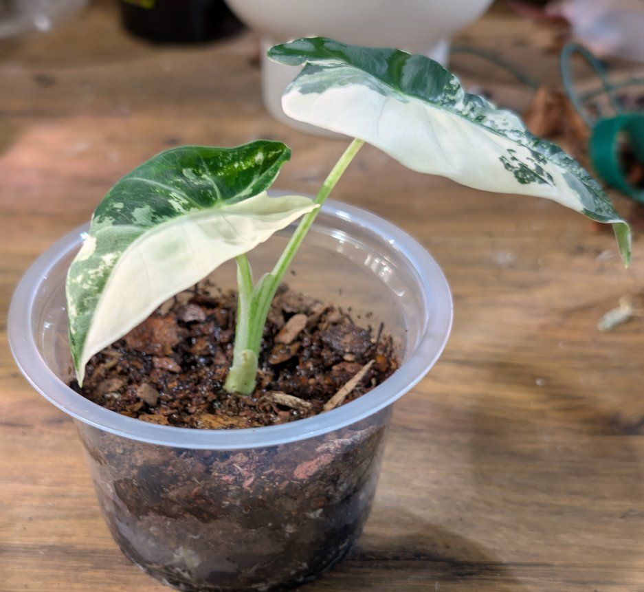 Alocasia Variegated Frydek Pup
