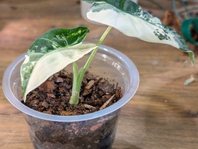Alocasia Variegated Frydek Pup