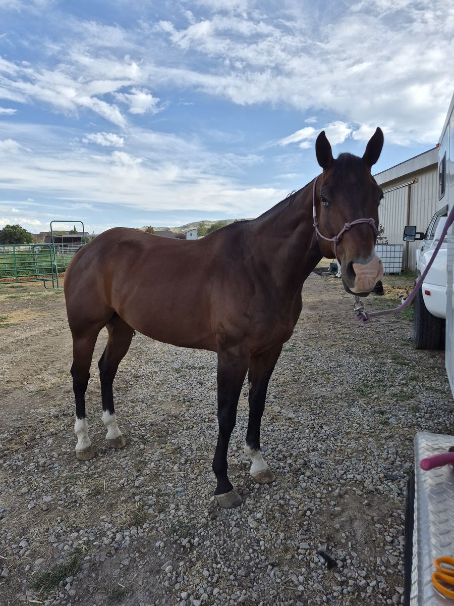 Bay Gelding