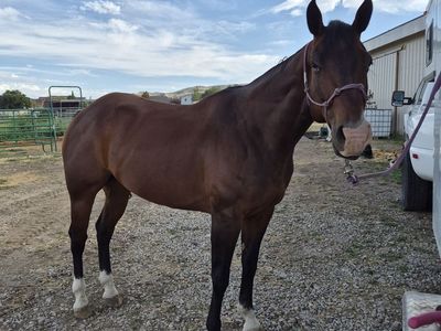 Bay Gelding