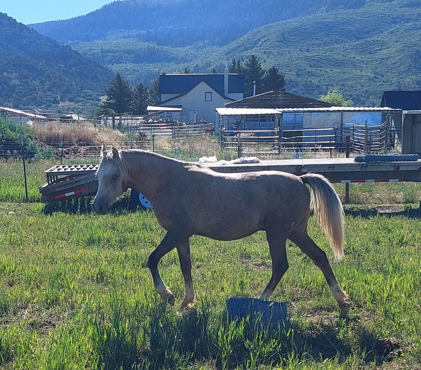 Reg. Half welsh at stud