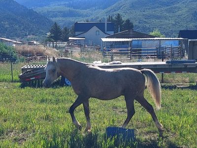 Reg. Half welsh at stud