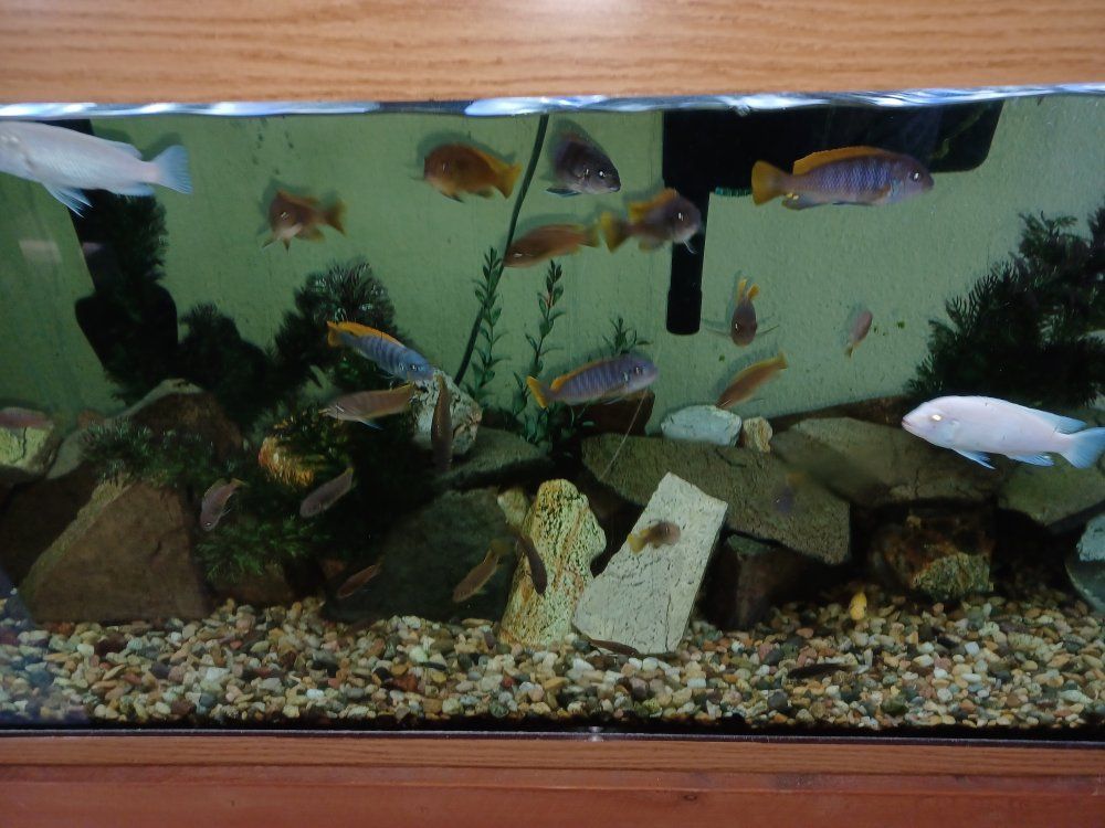 75 Gallon Hybrid African Cichlid Aquarium