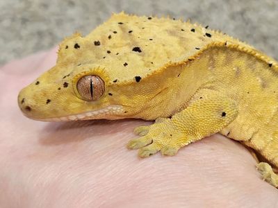 Adorable Female Juvenile Flame-Dalmatian Crested Gecko