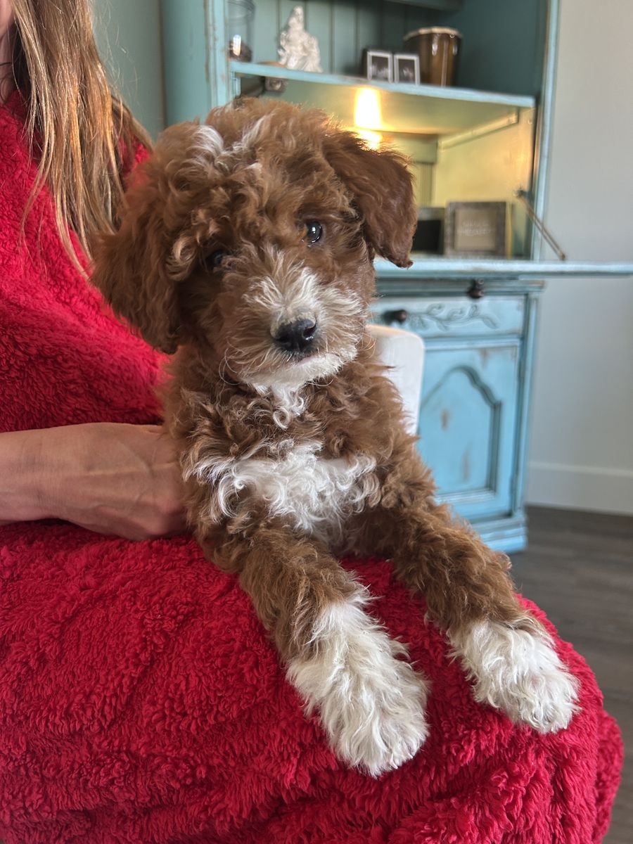 Goldendoodle Puppies