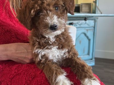 Goldendoodle Puppies