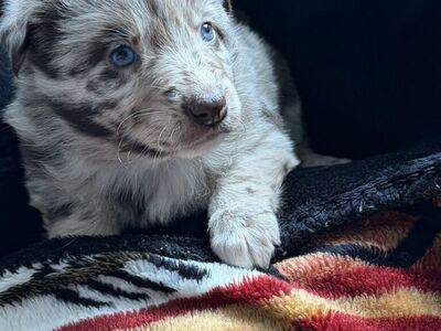 Australian shepard Puppies For Sale