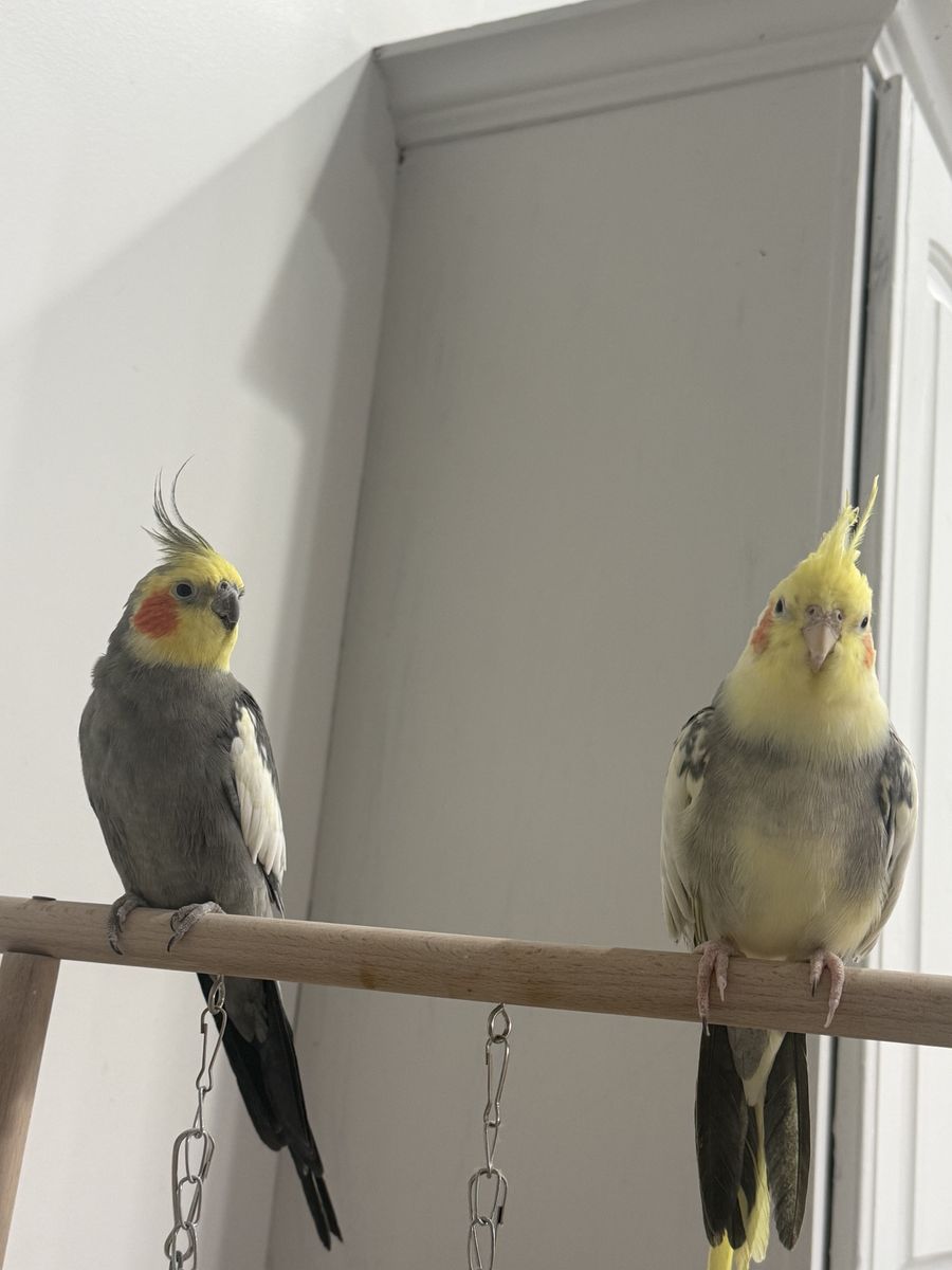 Two beautiful healthy Cockatiels
