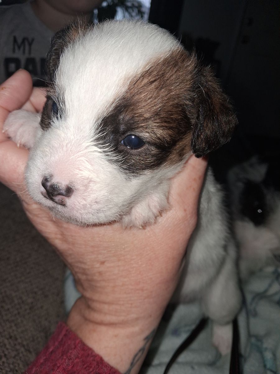 Jack Russell pups