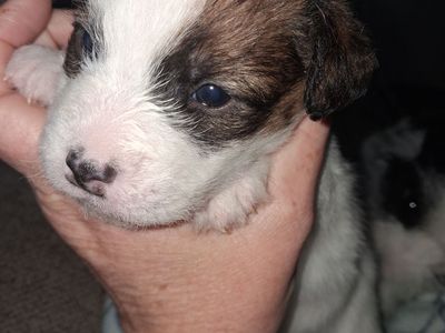 Jack Russell pups