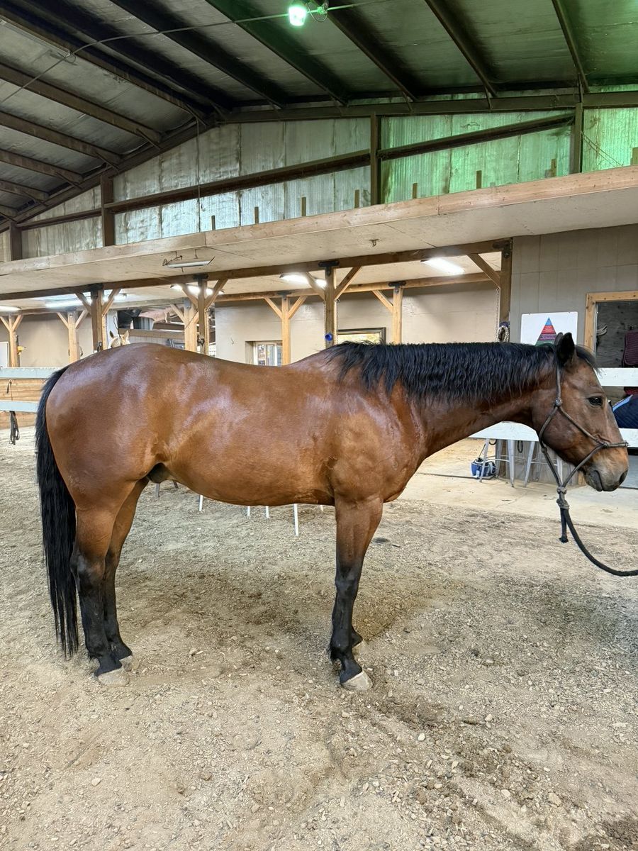 17yr Family Arena and Trail QH Gelding