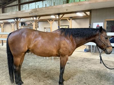 17yr Family Arena and Trail QH Gelding