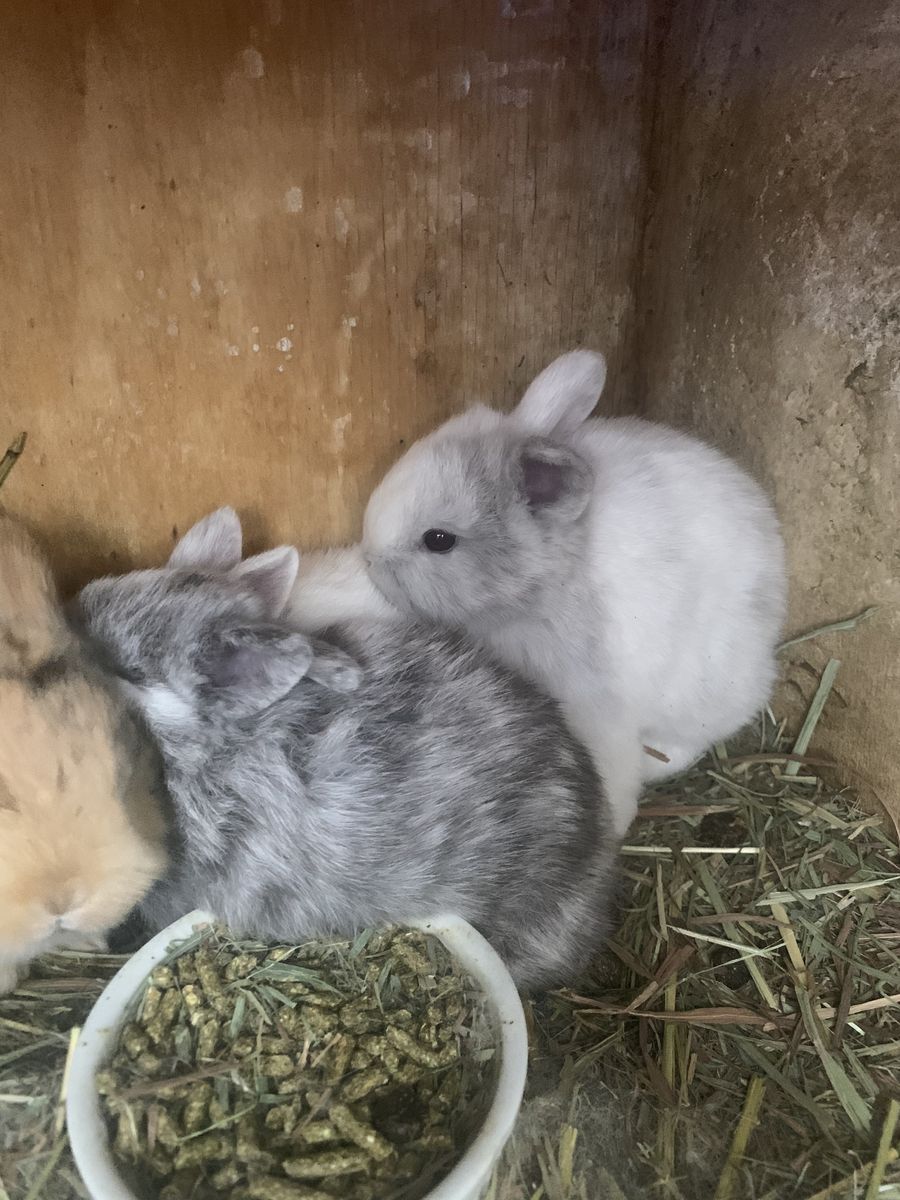 Beautiful Harlequin HollandLop-NDwarf Baby Bunnies