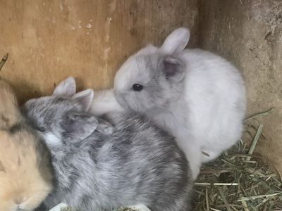 Beautiful Harlequin HollandLop-NDwarf Baby Bunnies