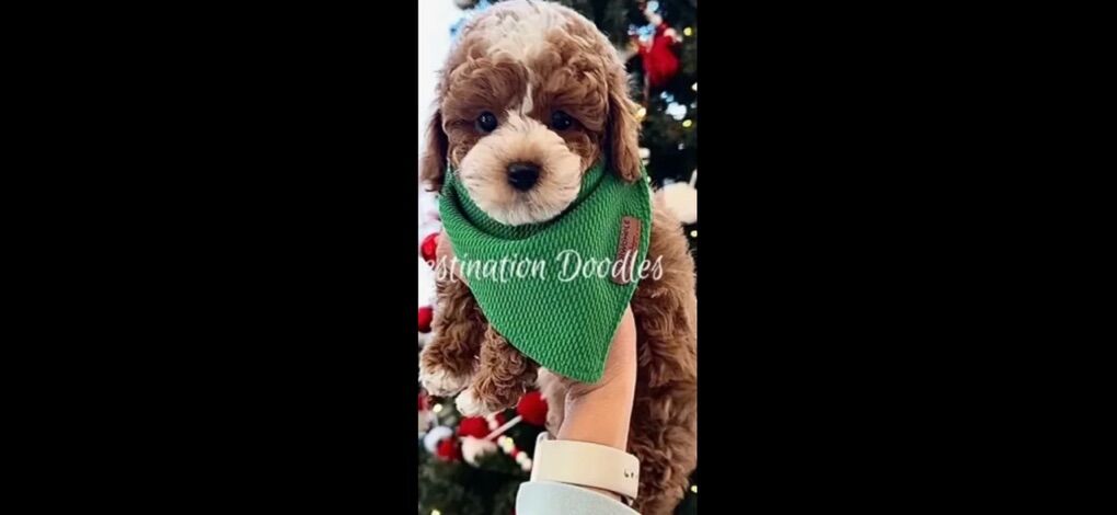 6lb Micro Cavapoo Stud! 10/10 Red, FF & OFA