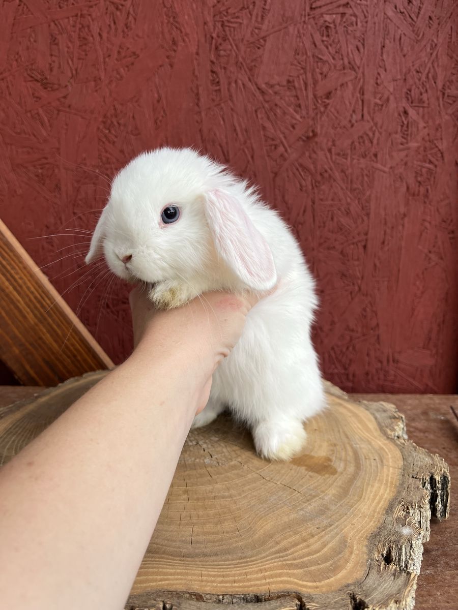 Pedigree Holland Lop Buck
