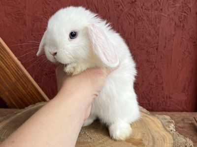 Pedigree Holland Lop Buck
