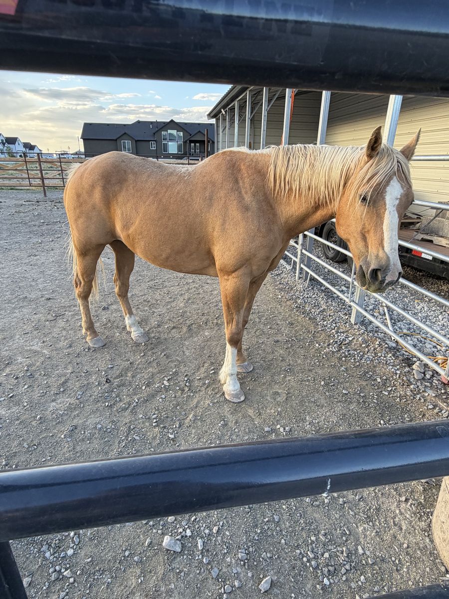 12 year old palomino gelding
