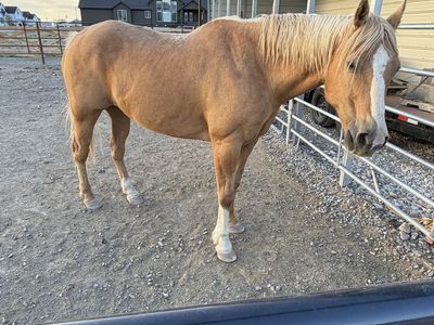 12 year old palomino gelding