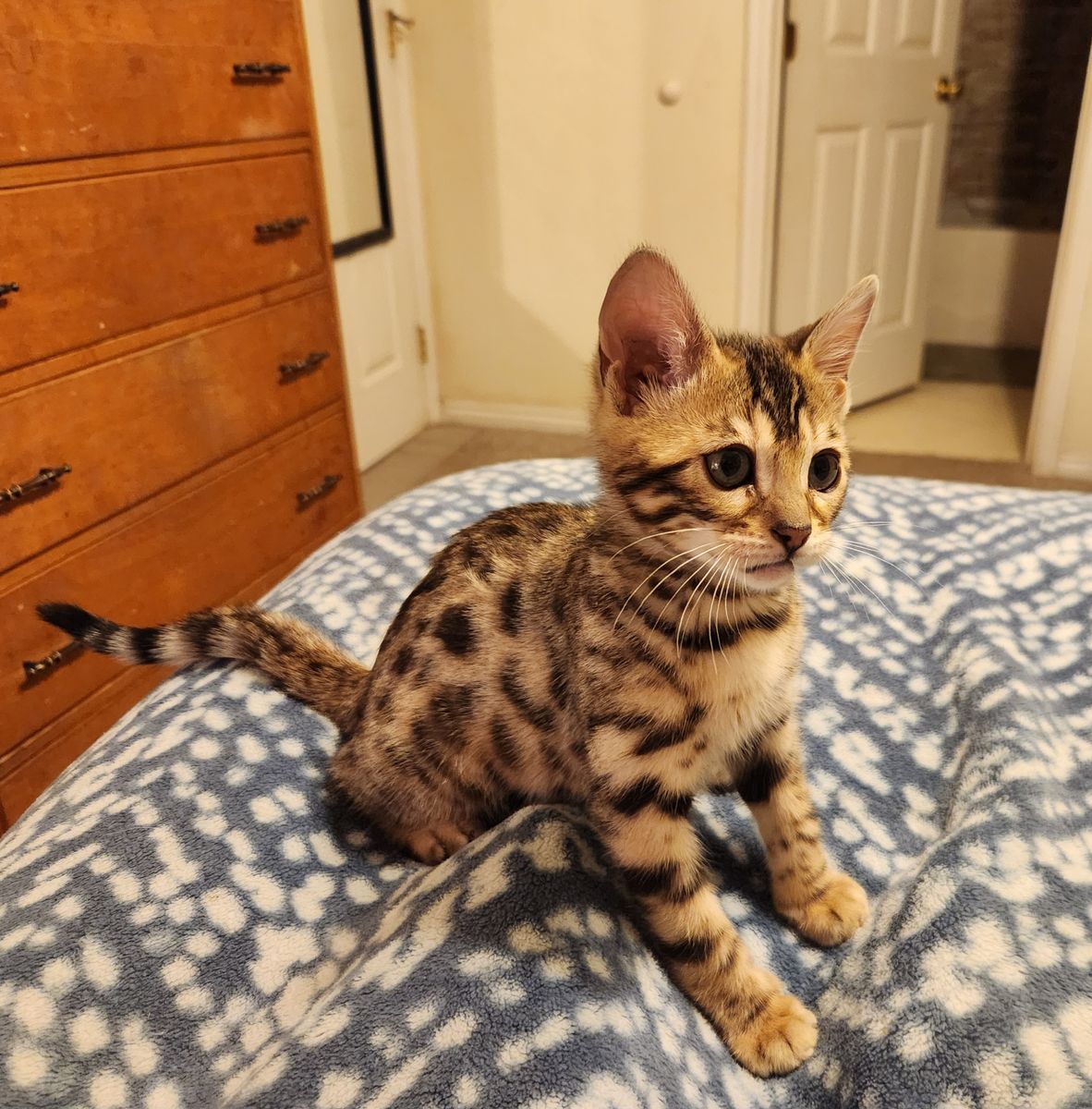 Bengal kitten