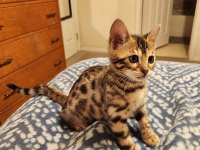 Bengal kitten