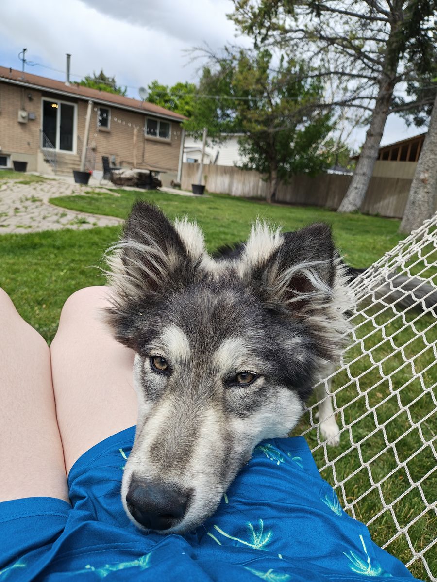 Husky, german shepard mix