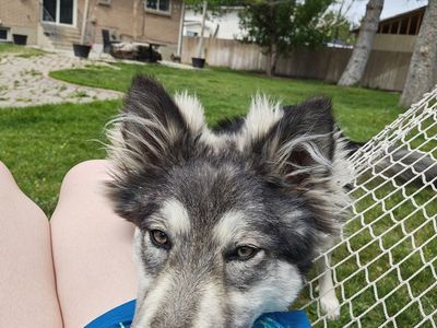 Husky, german shepard mix