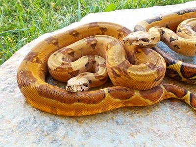 hypo pinkbelly white-wall (sal) jungle het Vpi T pinkpanther male ( Ruben)