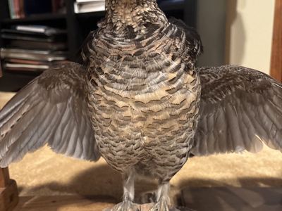 Taxidermy Ruffed Grouse